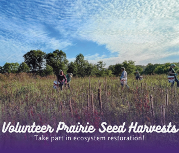 Volunteer Seed Harvests The Local Hub Iowa City