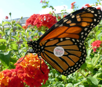 Tag and Release Monarchs The Local Hub Iowa City