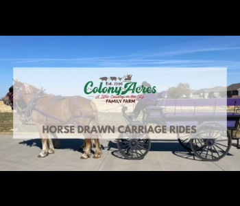 Horse Drawn Carriage Rides. Colony Acres. The Local Hub Iowa City