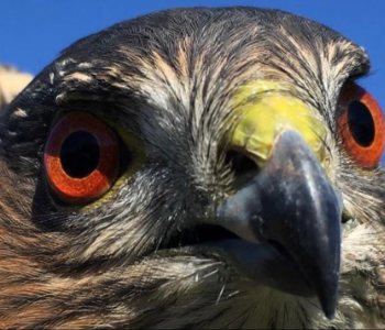 Iowa Raptor Project. Earl May Garden Center. The Local Hub Iowa City